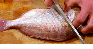 花鯛の調理写真